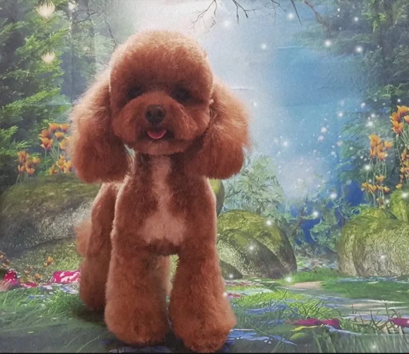 Freshly groomed apricot poodle sitting against the salon's garden-scene studio backdrop, coat scissored into a rounded show trim