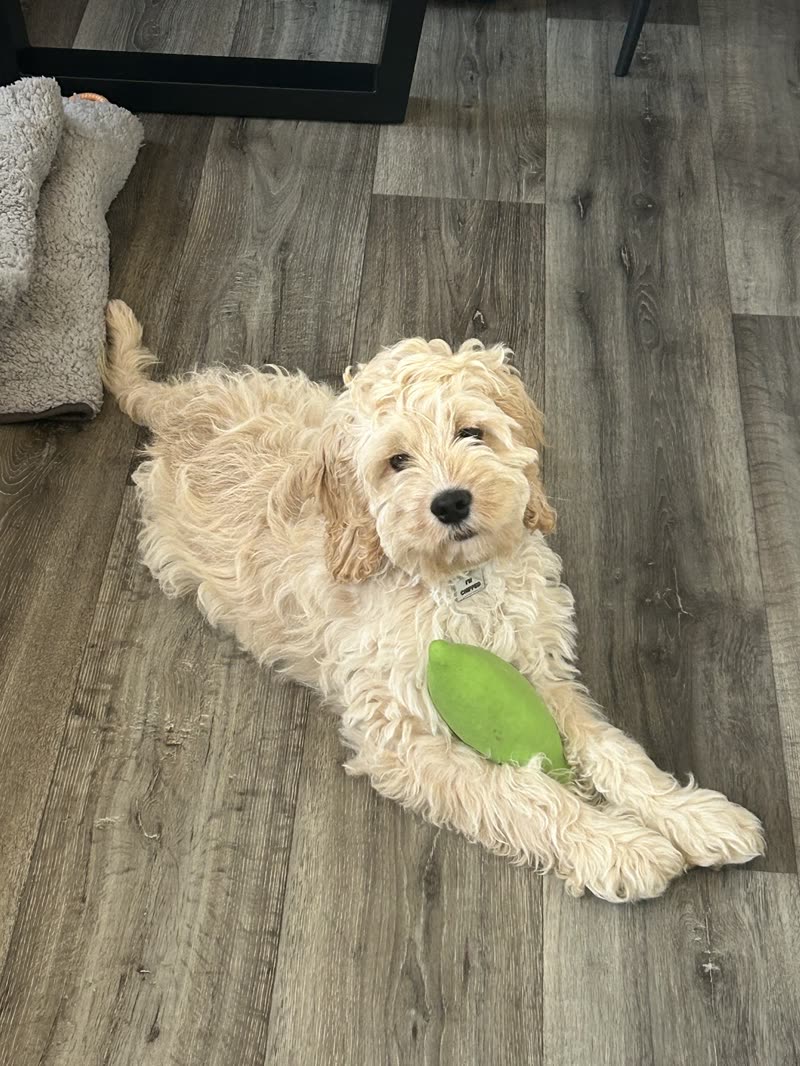 Cream cockapoo stretched out on the floor with a green toy, coat long and wavy