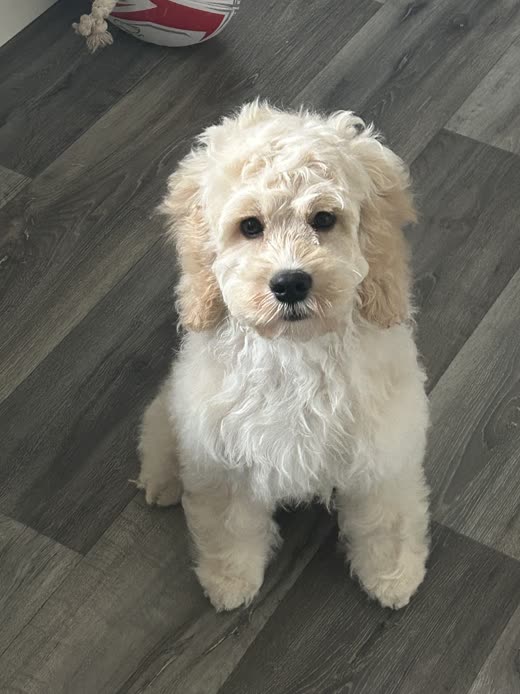 Cream-and-apricot cockapoo standing on grey wood flooring after a full groom, ears fluffed and face neatly rounded