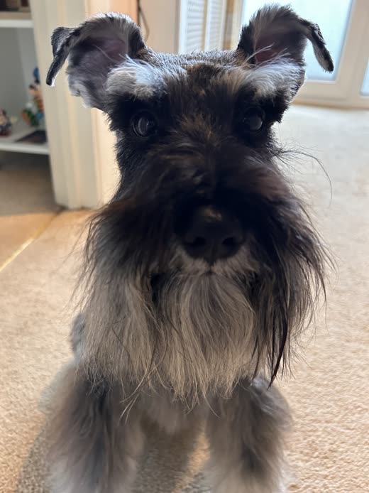 Close front-on view of a schnauzer's head and beard, backlit by a window