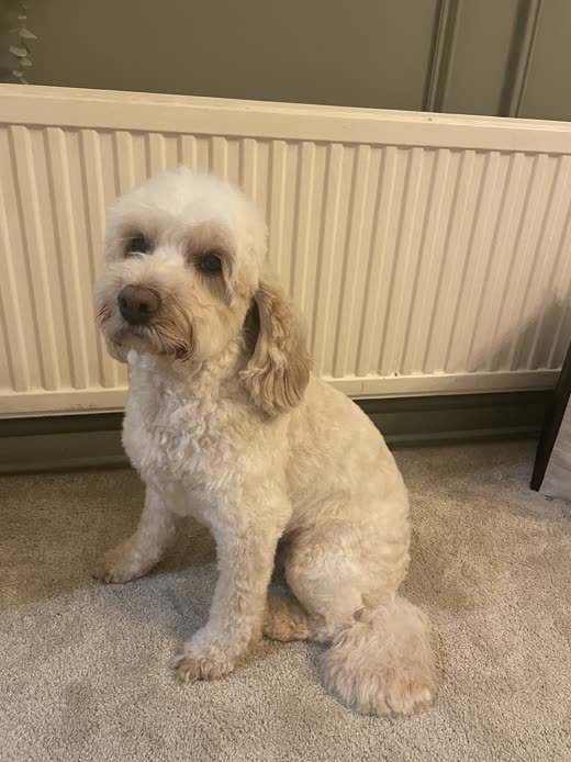 Cream cockapoo sitting on carpet after a short all-over trim