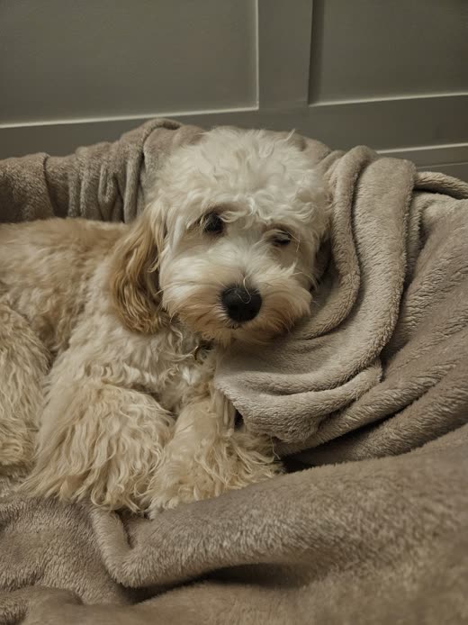 Cream cockapoo curled in a beige blanket on a sofa, coat soft and freshly washed